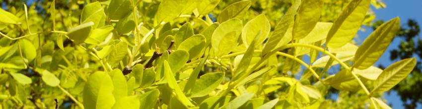 Robinia banner